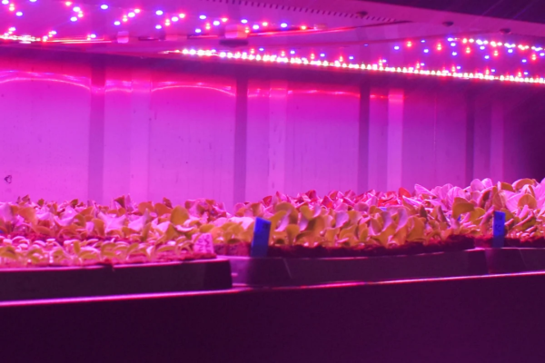 New Greenery Container Freight Farms - Image 16