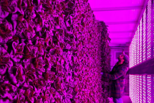 New Greenery Container Freight Farms - Image 18